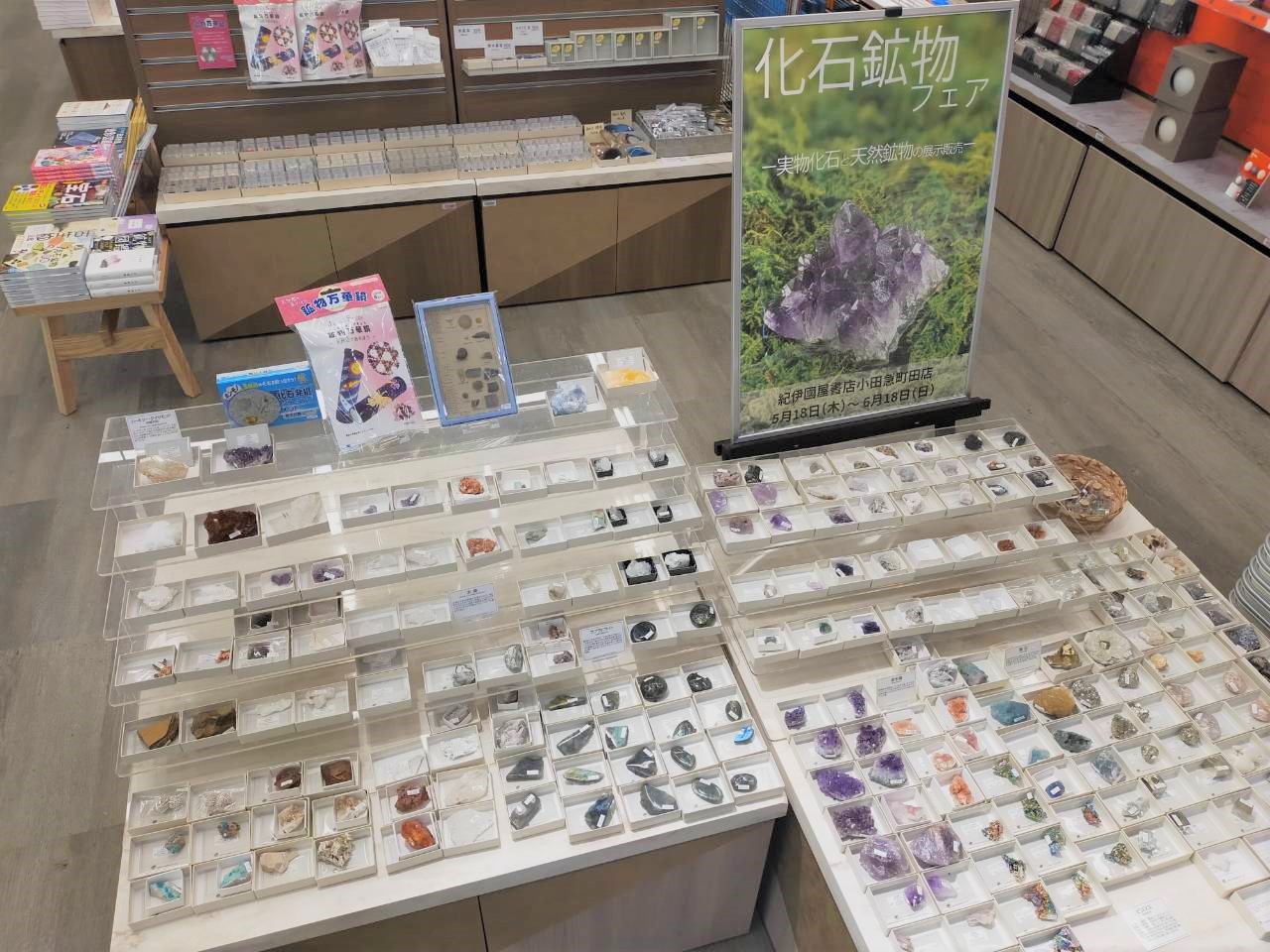 紀伊國屋書店：【小田急町田店】化石鉱物フェア
