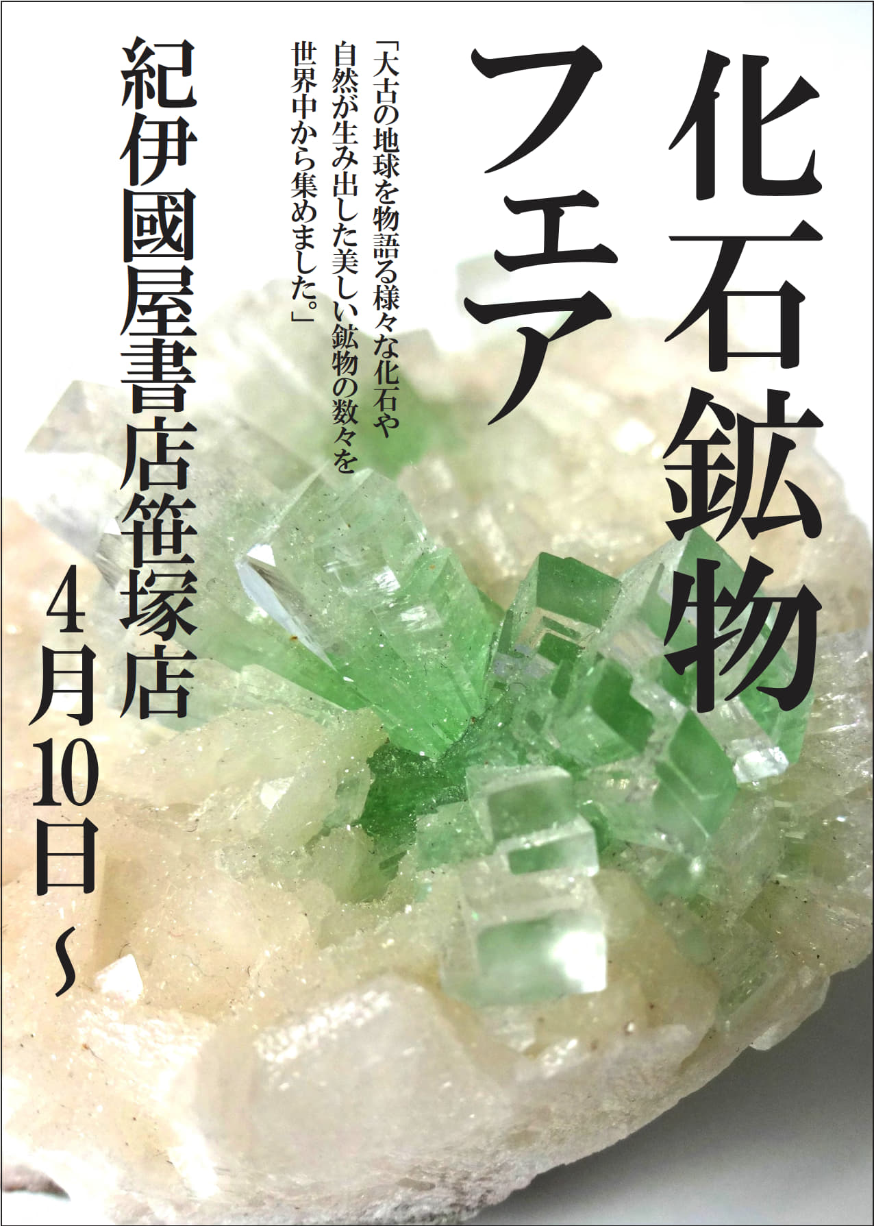 紀伊國屋書店：【笹塚店】化石鉱物フェア（2024年4月10日～5月26日）